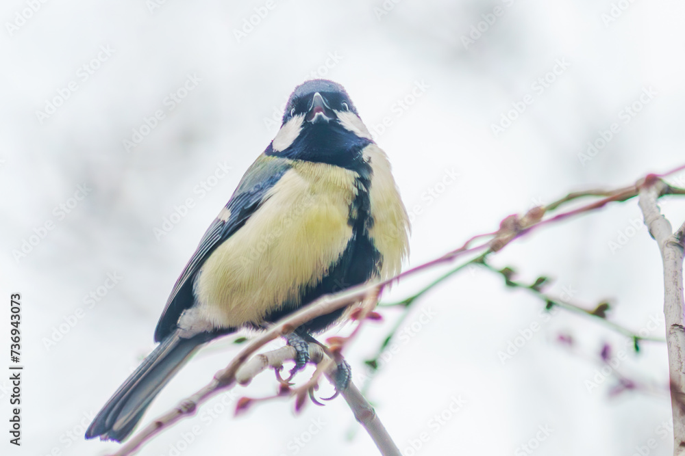 A kind little titmouse sits on a branch A kind little titmouse sits on a branch