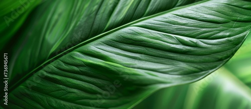Close-up view, Smooth color tone of curved green leaf's texture.