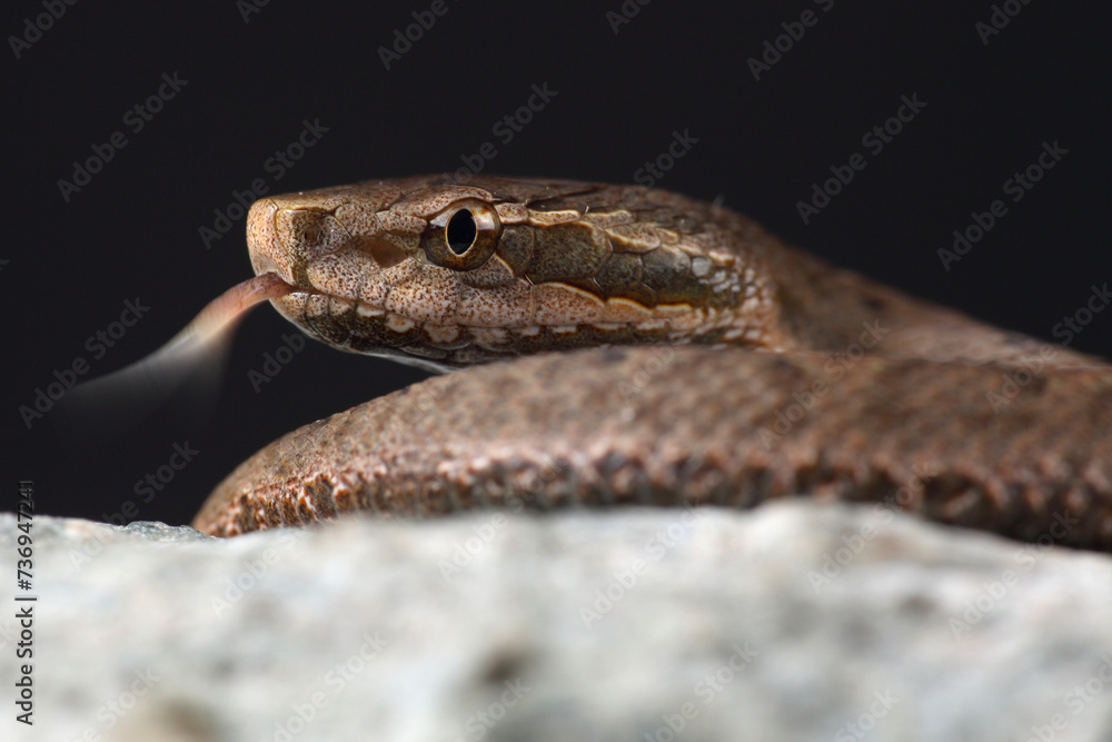 Portrait of a Short-tailed Pit Viper showing its forked tongue
Portrait of a Short-tailed Pit Viper showing its forked tongue