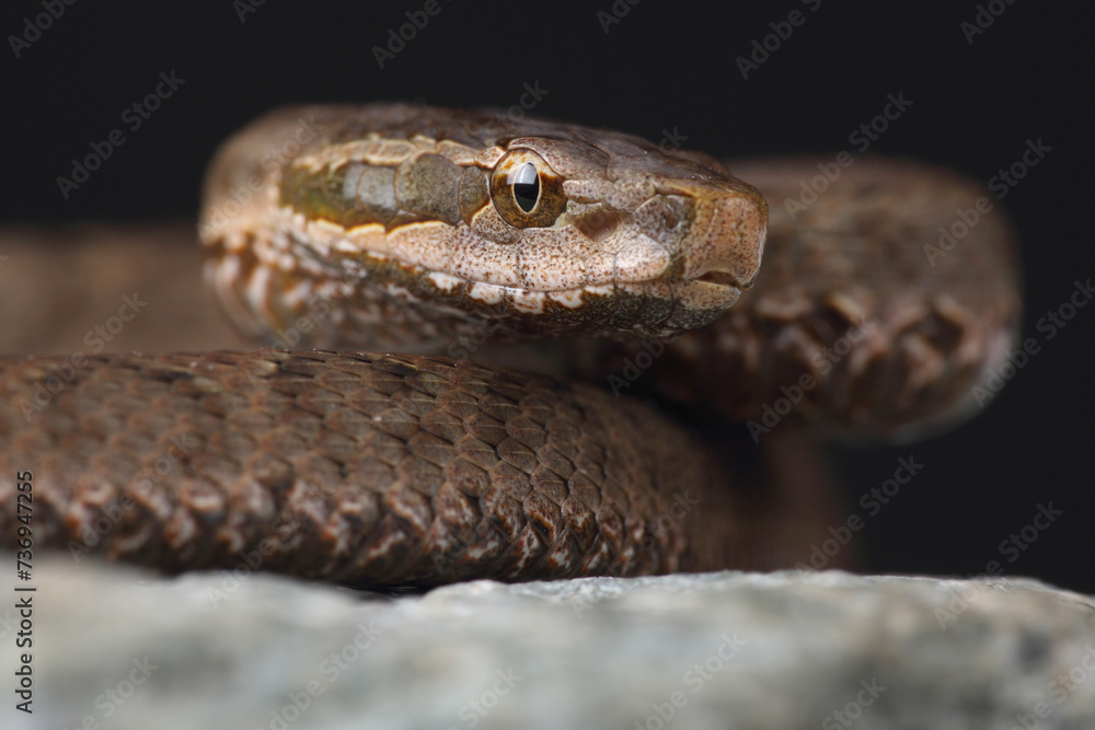 Portrait of a Short-tailed Pit Viper on a rock
Portrait of a Short-tailed Pit Viper on a rock