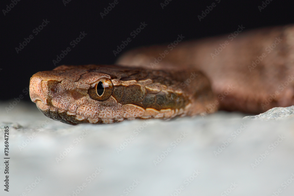 Fototapeta premium Portrait of a Short-tailed Pit Viper on a rock 