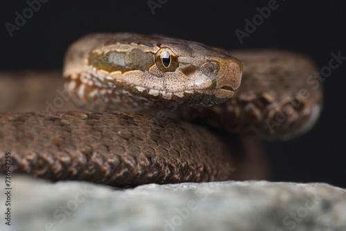 Portrait of a Short-tailed Pit Viper on a rock 