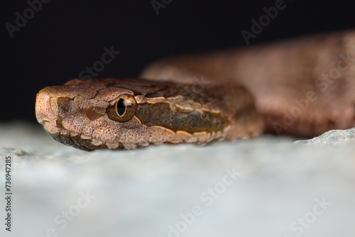 Portrait of a Short-tailed Pit Viper on a rock 