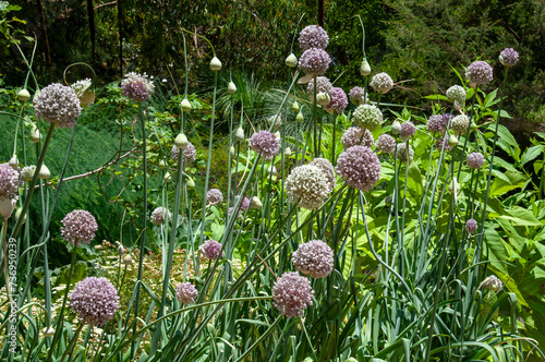 Sydney Australia, row of allium ampeloprasum or common leek in garden