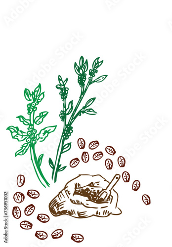 Coffee beans and tree shrub hand drawn art. Editable Clip Art.