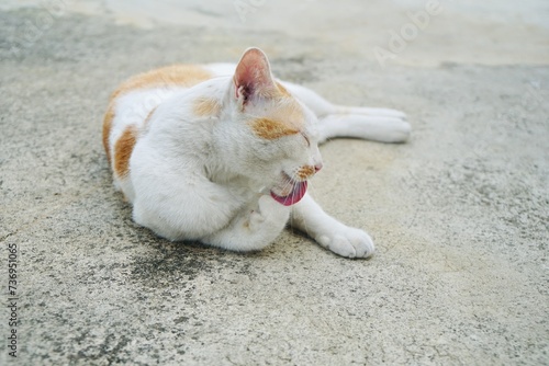 adorable white and orange cat lying and licking paws on the cement floor with copy space. animal portrait.