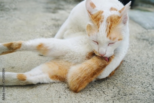 adorable white and orange cat lying and licking tails on the cement floor with copy space. animal portrait.