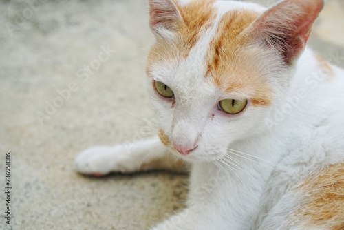 Close up eyes of cat, adorable white and orange cat sitting and looking to somethings on the cement floor with copy space. animal portrait.
