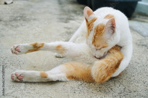 adorable white and orange cat lying and licking leg on the cement floor with copy space. animal portrait.