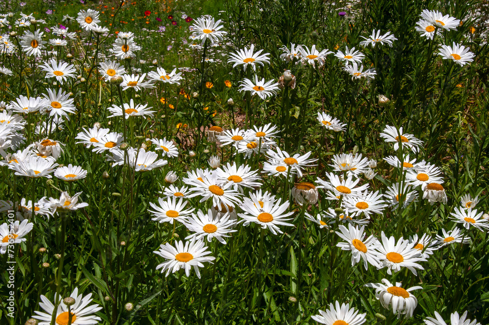 Sydney Australia, garden of white daisy's in sunshine Sydney Australia, garden of white daisy's in sunshine