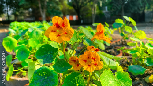 Beautiful bloomed yellow nasturtium flower with bright green leave