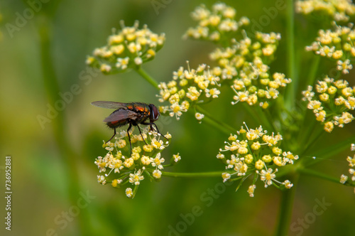 Sydney Australia, blowfly perched on a dill plant photo