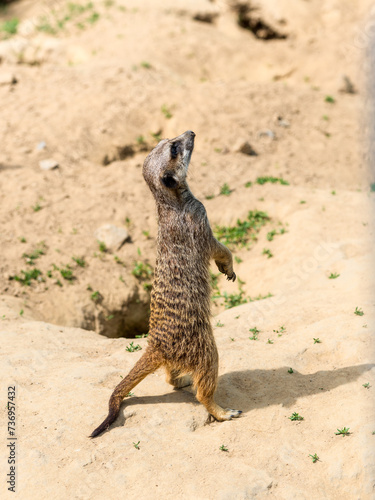 Meerkat, a mongoose species, with sand background in Zoo Bochum, Germany photo
