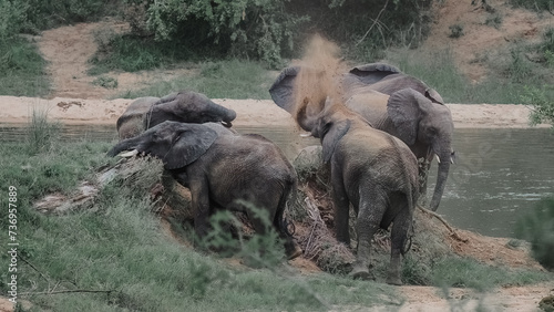 Elephants having a dust bath in a dry river in Kruger National Park