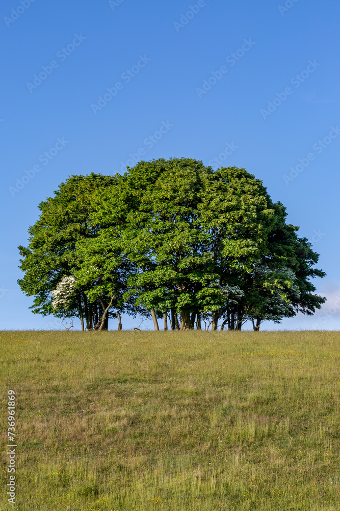 Obraz premium A cluster of trees on a Sussex hillside, with a blue sky behind