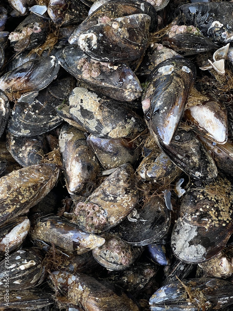 fresh mussels at the seafood market