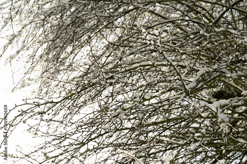 Obraz premium ast schnee baum winter