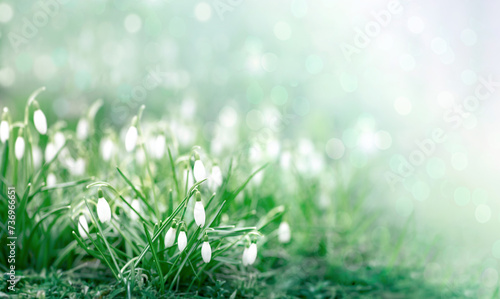 common snowdrop  springtime background,  blooming white flowers in early spring in the forest, closeup with space for text