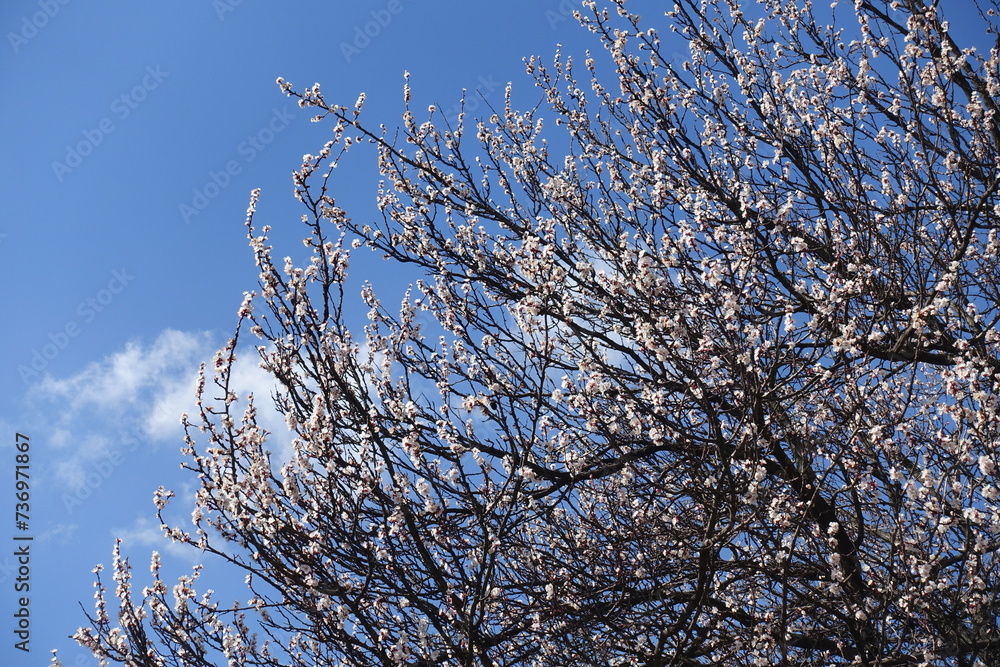 Canopy of blossoming apricot tree against blue sky in March Canopy of blossoming apricot tree against blue sky in March