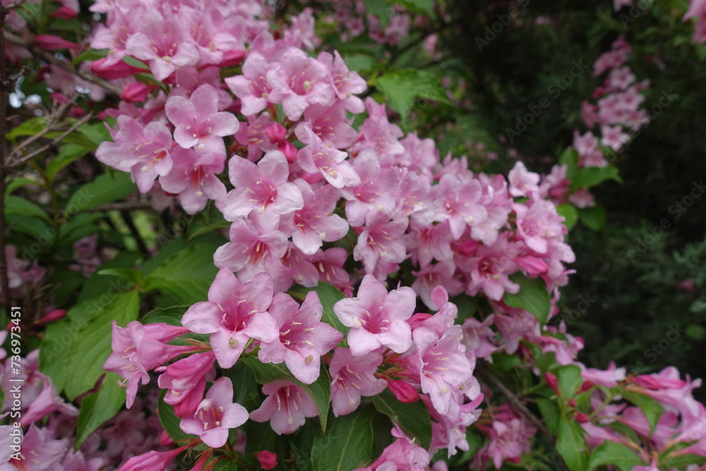 Plenitude of pink flowers of Weigela florida in mid May Plenitude of pink flowers of Weigela florida in mid May