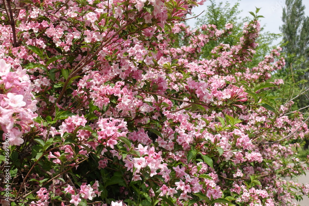 Plentiful pink flowers of Weigela florida in mid May Plentiful pink flowers of Weigela florida in mid May