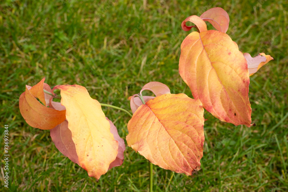 Zweig mit Blättern des Hartriegel, Cornus, Hornstrauch Zweig mit Blättern des Hartriegel, Cornus, Hornstrauch