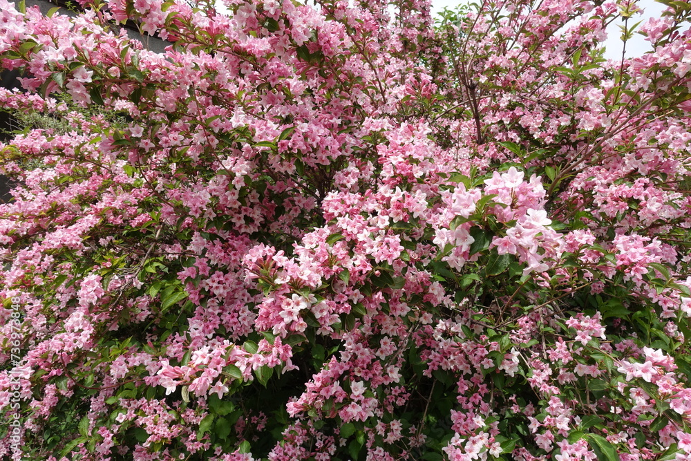 Plenty of pink flowers of Weigela florida in mid May Plenty of pink flowers of Weigela florida in mid May