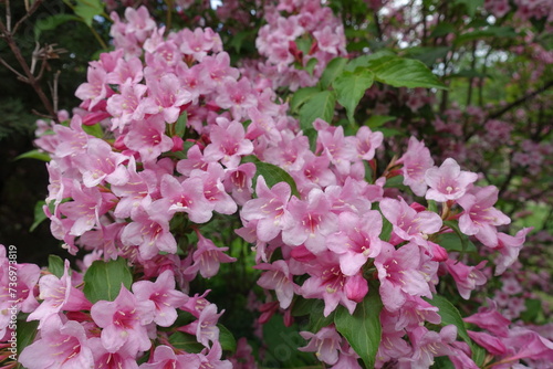 Profusion of pink flowers of Weigela florida in mid May
