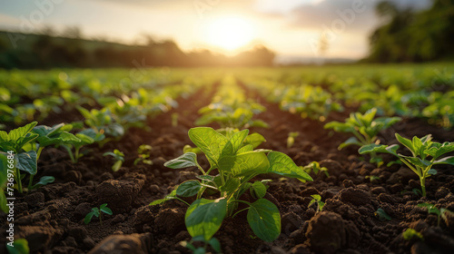 Young crops grow in neat rows on a farm, bathed in the warm light of a rising sun.