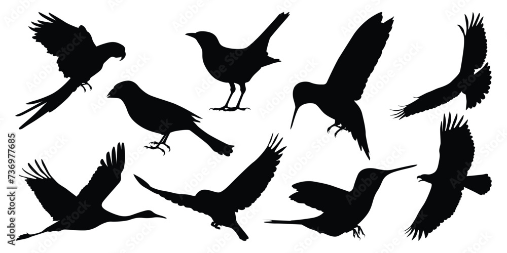 Flying and Sitting Bird Silhouettes vector Flying and Sitting Bird Silhouettes vector