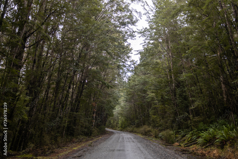 Obraz premium path between trees on cloudy day in Te Anau, New Zealand