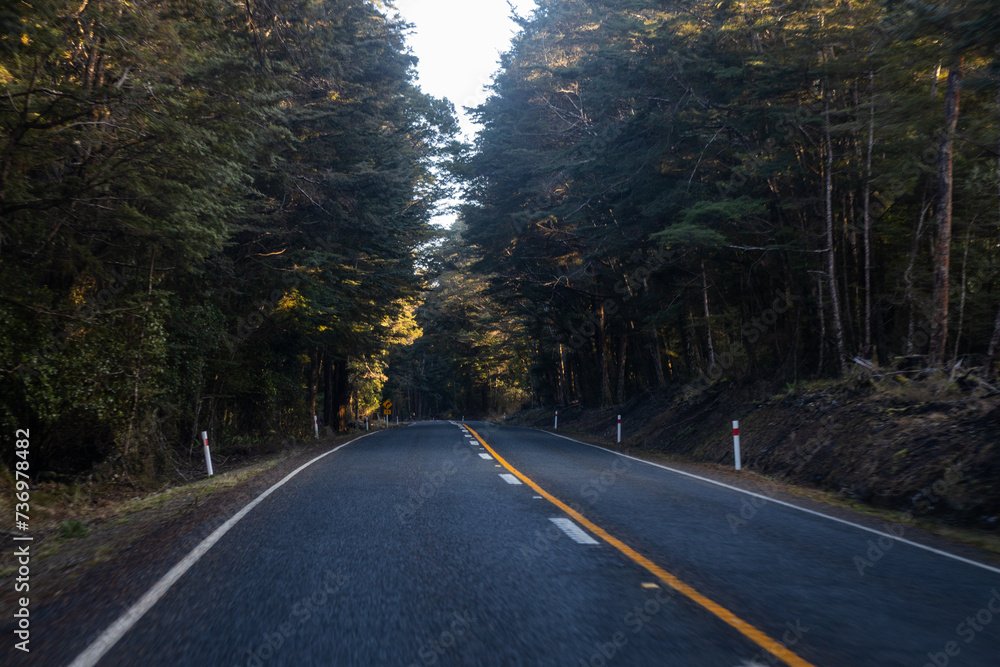 Fototapeta premium road with yellow line between pine trees in new zealand