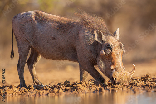 Papier peint Warthog (Phacochoerus africanus) drinking from a waterhole
