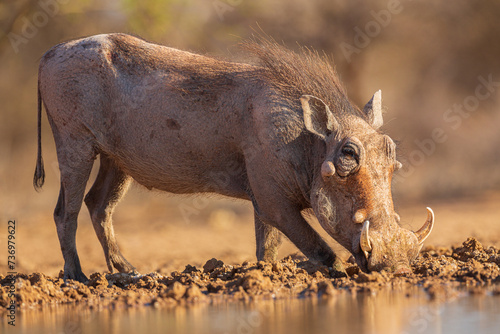 Warthog (Phacochoerus africanus) drinking from a waterhole
 photo