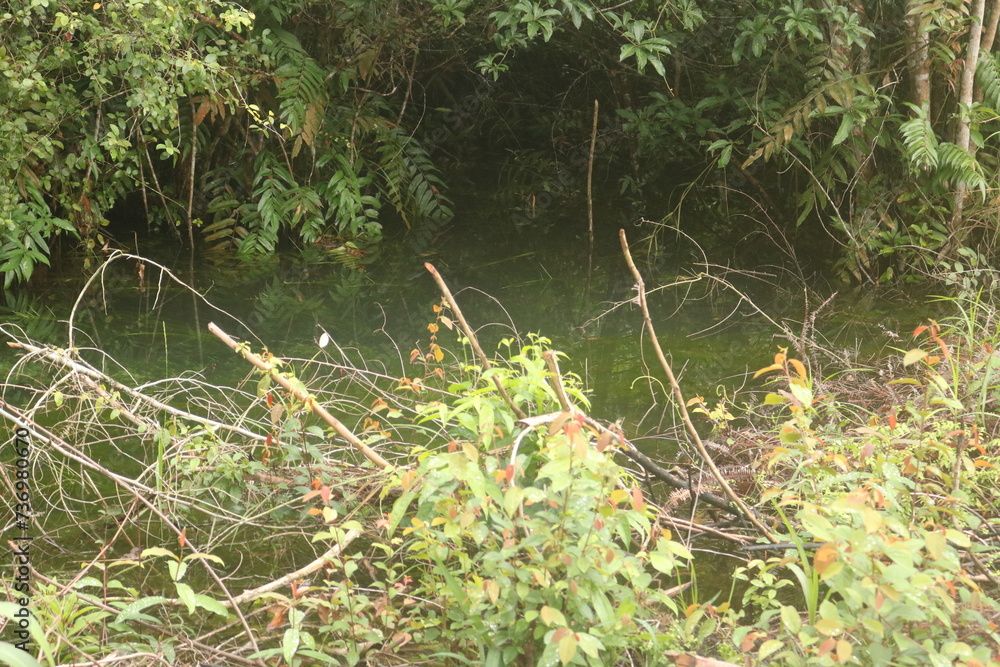 Fototapeta premium Beautiful natural view of a river in the tropical green forests of Southeast Asia with a forest and white sand background with clean and comfortable air