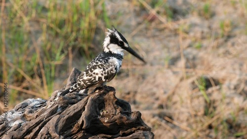 Pied kingfisher (Ceryle rudis) Preening Its Feathers. Close Up Shot photo