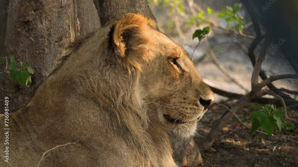 Young Male Lion Resting In African Game Reserve. Close Up Shot Young Male Lion Resting In African Game Reserve. Close Up Shot