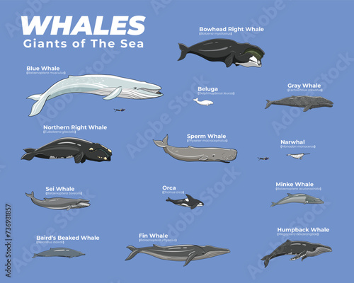 Whales Giant of the Sea photo