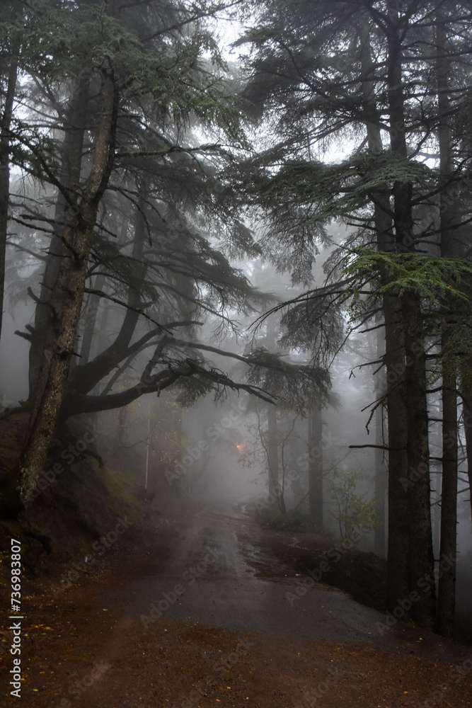 Trees in the forest during foggy weather in Chrea town, Blida, Algeria. Trees in the forest during foggy weather in Chrea town, Blida, Algeria.