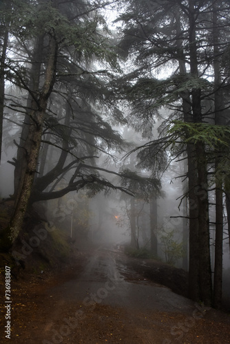 Trees in the forest during foggy weather in Chrea town, Blida, Algeria.