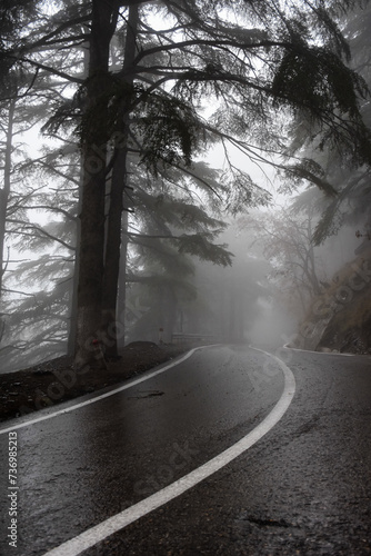 Empty road amidst trees in a forest during foggy weather in Chrea town, Blida, Algeria.