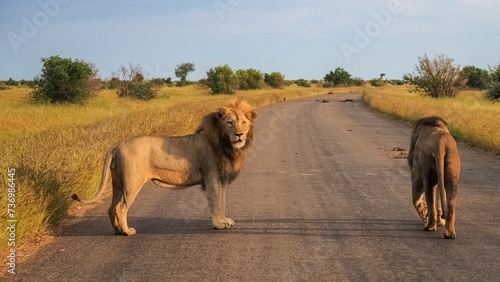 Male Lion in Kruger National Park on the road 