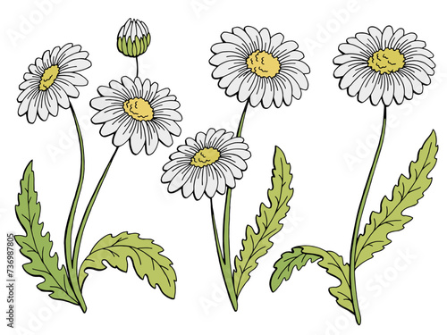 Chamomile flower graphic color isolated sketch set illustration vector 