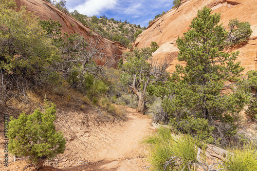 At the end of the Alcove Nature Trail, near the Saddlehorn Visitor Center in the Colorado National Monument photo