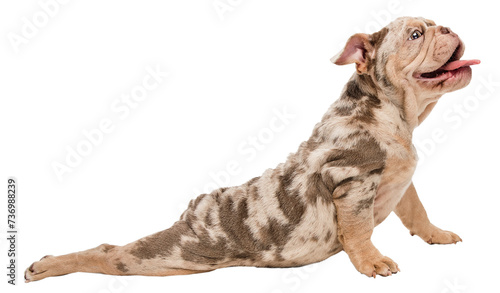 Stretching. Cute adorable purebred dog  Merle French Bulldog isolated on transparent background. Playful happy puppy. Concept of domestic animals  pet friend  care  vet  health