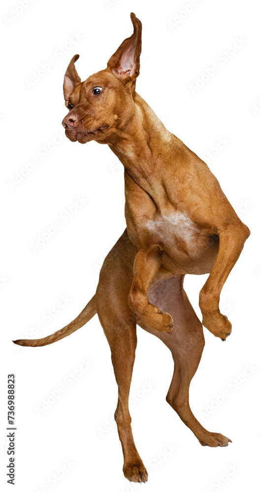 Funny looking, playful, smart purebred vizsla dog in motion,. jumping isolated on transparent background. Concept of domestic animals, pet friend, care, vet, health
