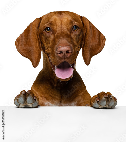 Adorable  smart purebred vizsla dog with tongue stickie out peeking out table and looking isolated on transparent background. Concept of domestic animals  pet friend  care  vet  health