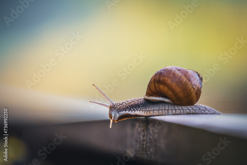Snail always feels at home. At a snail's pace