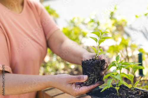 Gardener prepares a young plant for potting, with copy space photo