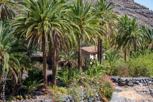 Palmeral y vivienda rural en La Gomera, Islas Canarias